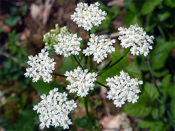 Pignut (conopodium majus), Rudge End Quarry Nature Reserve, Herefordshire