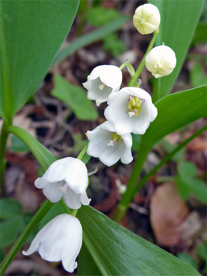 White flowers - lily of the valley (convallaria majalis), Siccaridge Wood, Gloucestershire