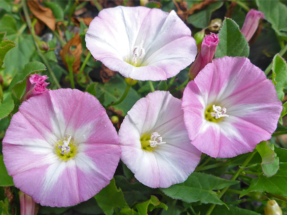 Convolvulus arvensis (field bindweed), Stuart Fawkes Nature Reserve, Gloucestershire