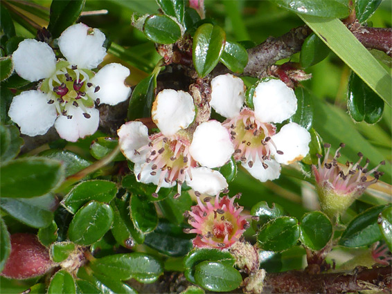 Cotoneaster microphyllus (cotoneaster), Swift Hill Nature Reserve, Gloucestershire