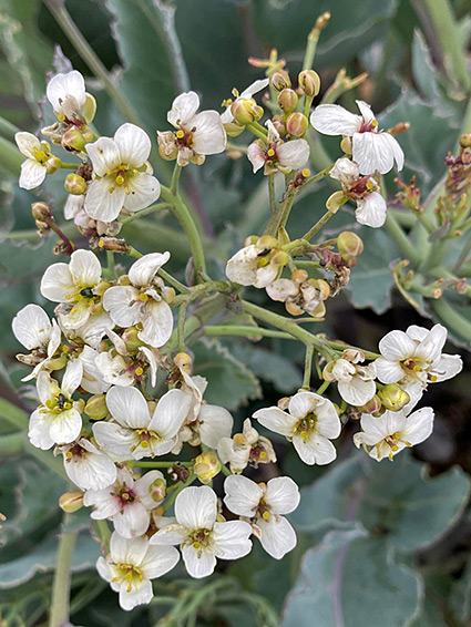 Crambe maritima (sea kale), North Warren Nature Reserve, Suffolk