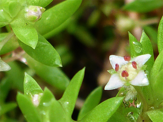 New Zealand pigmyweed (crassula helmsii), Pilley Pond, New Forest, Hampshire