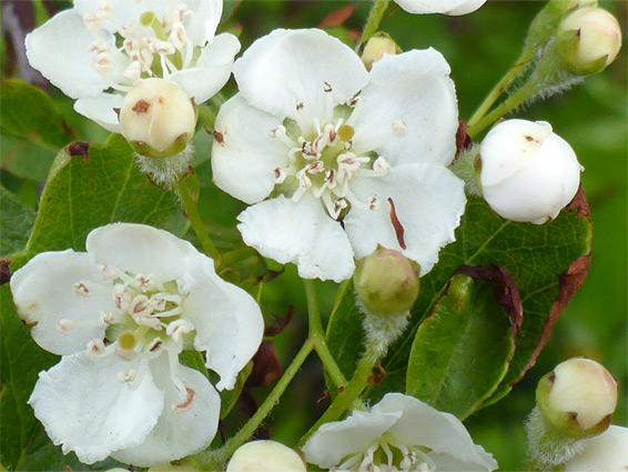 Crataegus monogyna (common hawthorn), Dawlish Warren, Devon