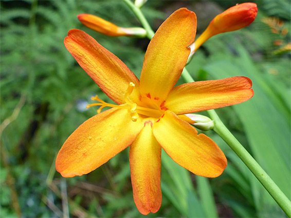 Montbretia (crocosmia x crocosmiiflora), Melincourt Falls, Neath Port Talbot