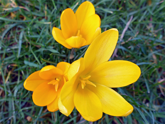 Crocus flavus, yellow crocus, Stoke Gifford, Gloucestershire