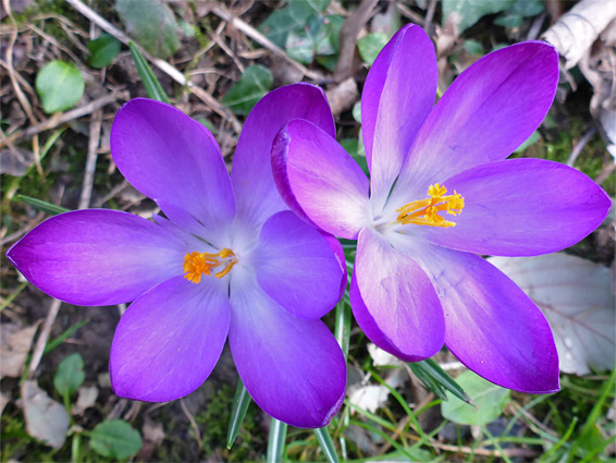 Crocus vernus, spring crocus, Stoke Gifford, Gloucestershire