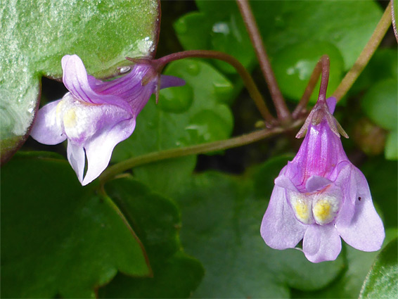 Cymbalaria muralis (ivy-leaved toadflax), St Briavels Castle, Gloucestershire
