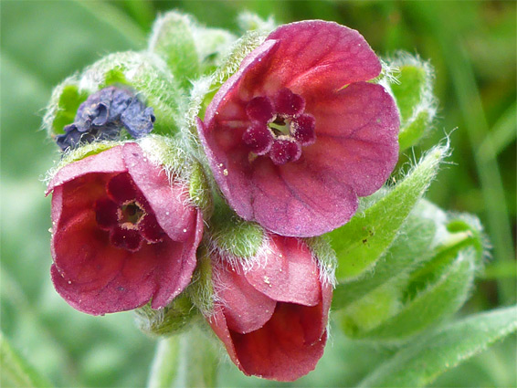 Houndstongue (cynoglossum officinale), Llangennith Burrows, Swansea