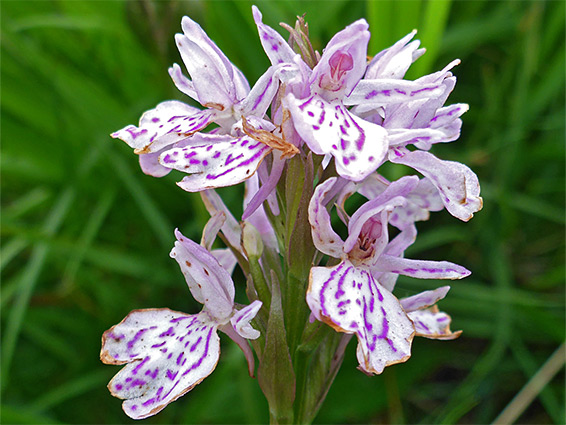 Heath spotted orchid