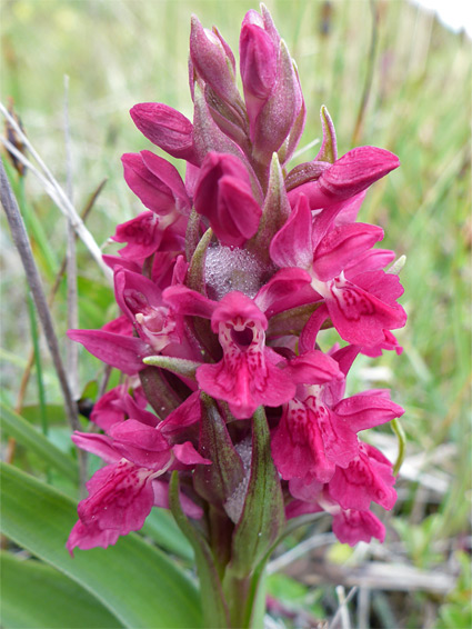 Dactylorhiza purpurella (northern marsh orchid), Kenfig National Nature Reserve, Bridgend