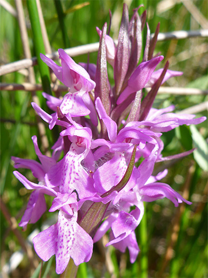 Dactylorhiza traunsteinerioides (narrow-leaved marsh orchid), Max Bog, Somerset