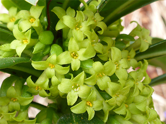 Spurge laurel (daphne laureola), Painswick Beacon, Gloucestershire