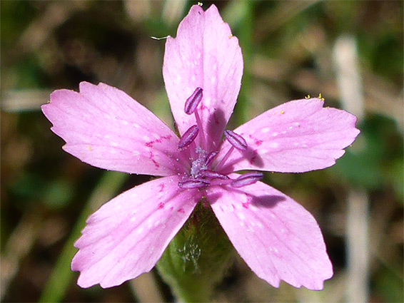 Deptford pink (dianthus armeria), Chobham Common, Surrey