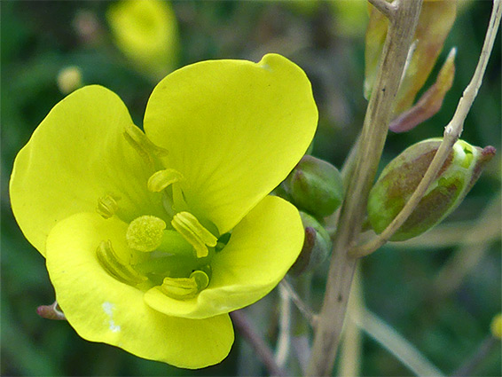 Diplotaxis tenuifolia (perennial wall-rocket), Merthyr Mawr, Bridgend