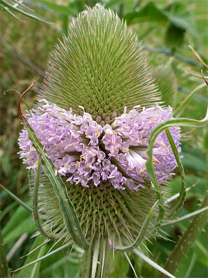 Dipsacus fullonum (wild teasel), Clevedon Pill, Somerset