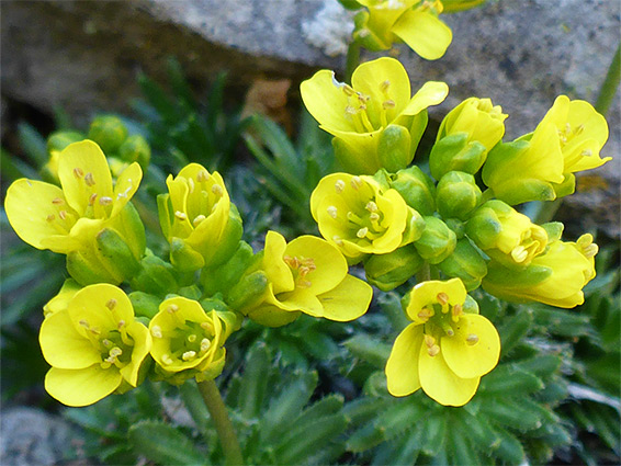 Draba aizoides (yellow whitlowgrass), Pwlldu Head, Swansea