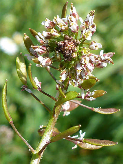 Draba muralis (wall whitlowgrass), Uley, Gloucestershire