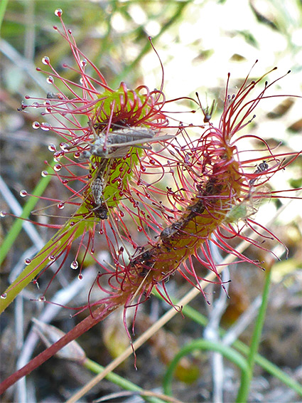 Great sundew (drosera anglica), Holmsley Inclosure, New Forest, Hampshire