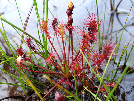 Oblong-leaved sundew (drosera intermedia), Landford Bog, Wiltshire