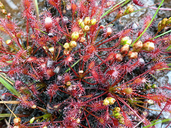 Oblong-leaved sundew