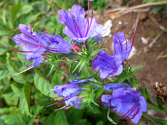 Echium vulgare (viper's bugloss), Badgers Wood, Somerset