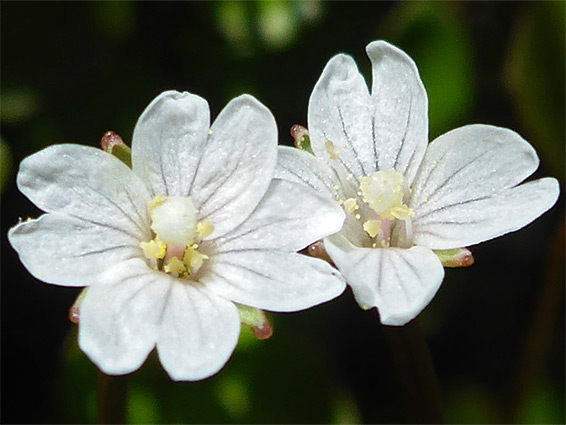 Epilobium brunnescens (New Zealand willowherb), Nant Irfon National Nature Reserve, Powys