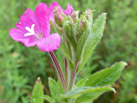 Great willowherb (epilobium hirsutum), Yarley Fields, Somerset