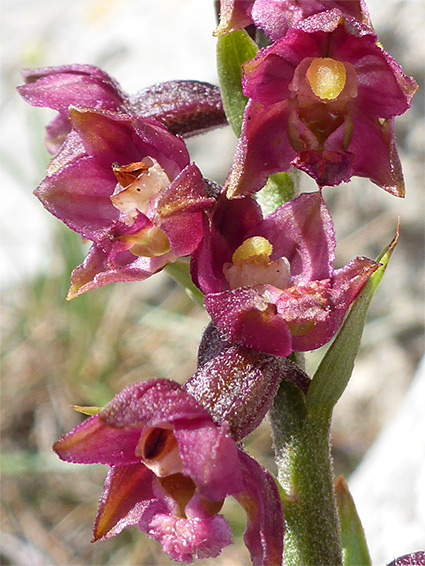 Epipactis atrorubens (dark red helleborine), Great Orme, Conwy