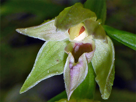 Epipactis leptochila (narrow-lipped helleborine), Buckholt Wood, Gloucestershire