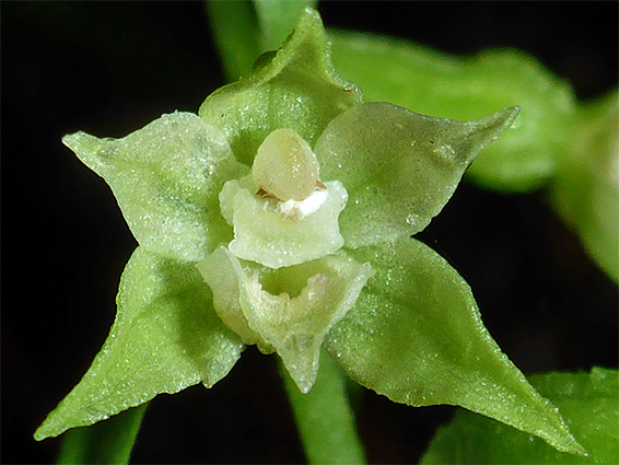 Green-flowered helleborine (epipactis phyllanthes), Clarken Coombe, Bristol