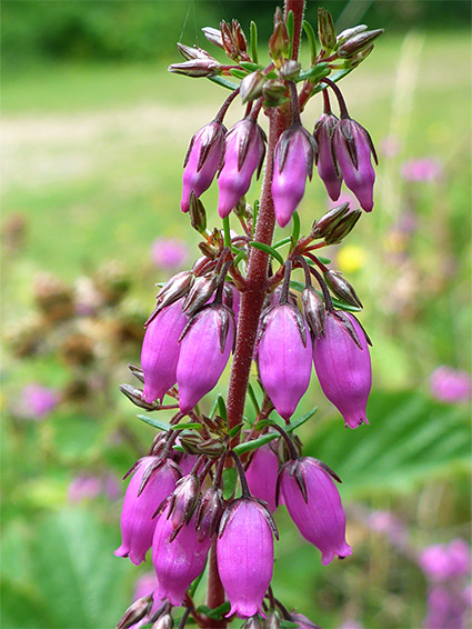 View over New Forest heathland Ling (Erica cinerea) and Bell