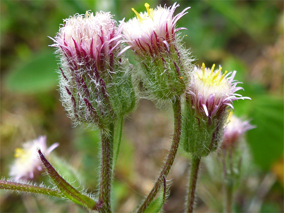 Blue fleabane (erigeron acer), Oxwich Burrows, Swansea