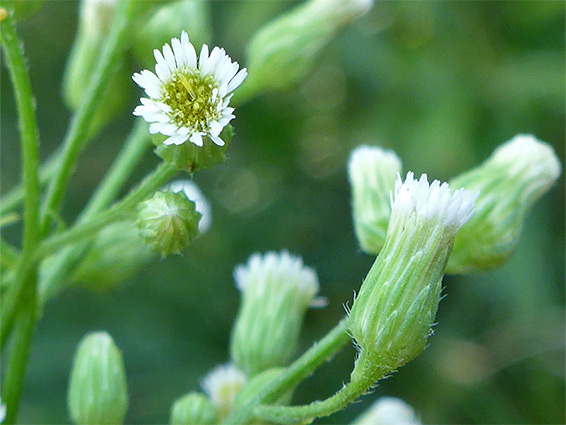 Erigeron canadensis (canadian horseweed), Berrow Dunes, Somerset