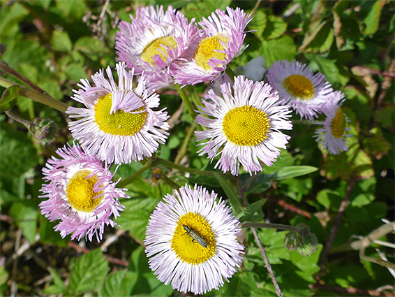 Erigeron philadelphicus (robin's plantain), Three Brooks Nature Reserve, South Gloucestershire