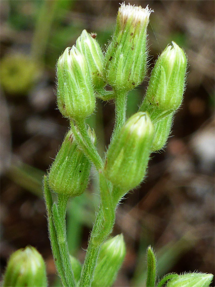 Guernsey fleabane (erigeron sumatrensis), Pill, Bristol