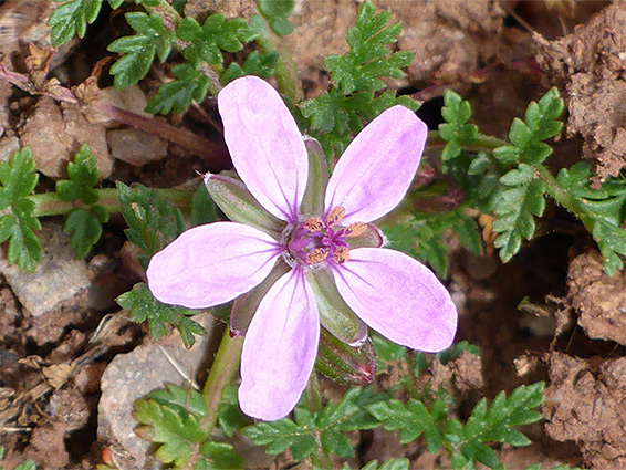 Erodium cicutarium (common stalk's-bill), Walton Common, Somerset