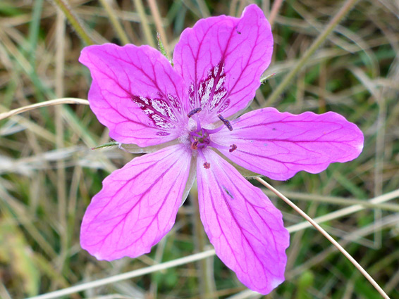 Heron's bill (erodium manescavii), Swift's Hill, Gloucestershire