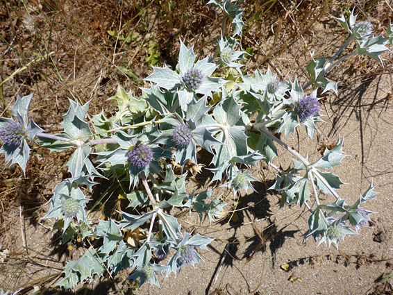 Leaves and flowers