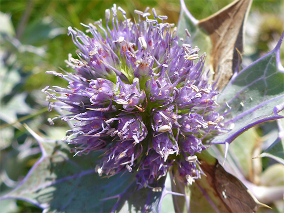 Exserted stamens