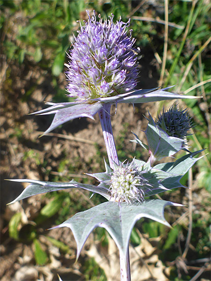 Flowers and leaves