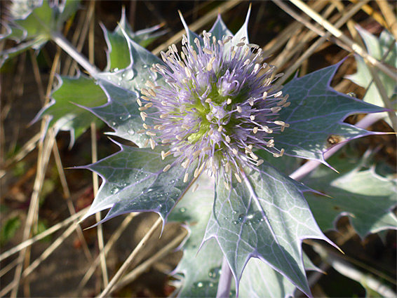 Leaves and flowers