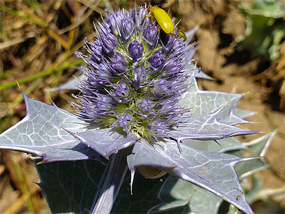 Purple flowers