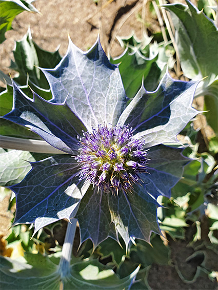 Leaves and flowers