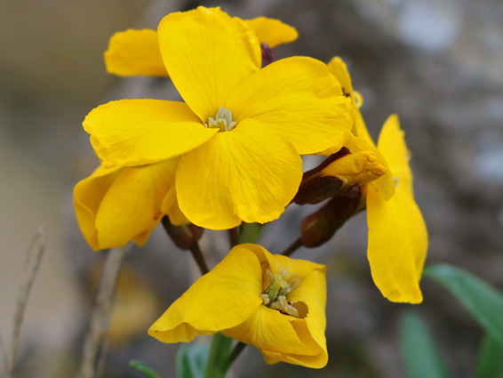 Wallflower (erysimum cheiri), Sherborne Old Castle, Dorset