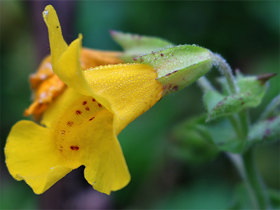 Erythranthe-guttata (monkeyflower) in Letcombe Valley Nature Reserve, Oxfordshire
