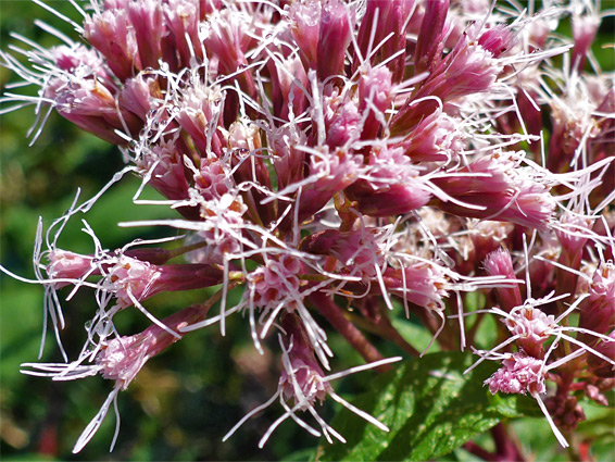 Exserted stamens