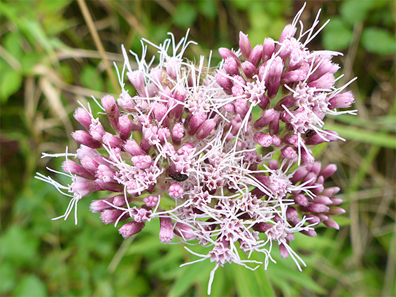 Eupatorium cannabinum (hemp agrimony), Pill, Bristol