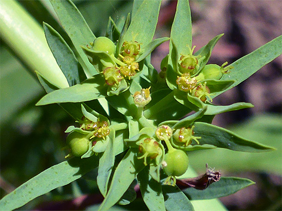 Euphorbia exigua (dwarf spurge), Fivehead Arable Fields, Somerset