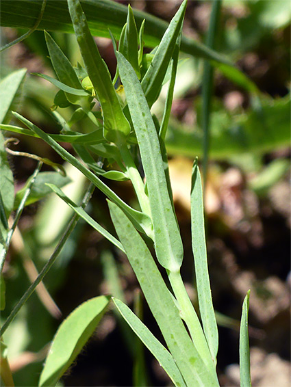 Narrow leaves