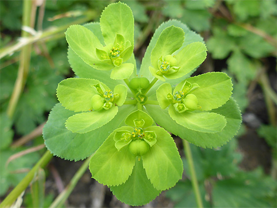 Sun spurge (euphorbia helioscopia), Lockleaze, Bristol